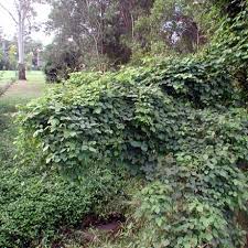 Image result for Neonotonia wightii