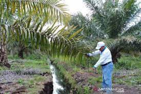 Tanah merupakan bagian dari kerak bumi yang tersusun dari bahan organik dan mineral. Budidaya Kelapa Sawit Di Lahan Ramah Lingkungan Antara News Kalimantan Selatan