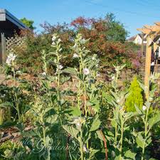 Herbaceous perennial flowering to 3 feet, a hybrid of russian symphytum asperum and european symphytum officinalis. Comfrey Bocking 14 Gracelands Garden 2021