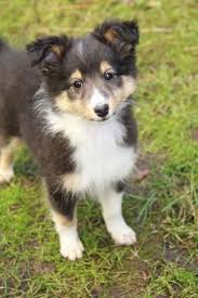 Black And White Sheltie Puppies Sheltie Puppy 10 Weeks With Images Sheltie Puppy Dogs Puppies