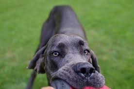 Your great dane may love to eat everything, but not all foods are great for him. A Guide To Great Dane Feeding Needs Canna Pet