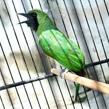 Semoga video solusi cucak ijo sulit ngentrok atau jamtrok ini, bermanfaat bagi kicau mania di manapun anda berada. 8000 Gambar Burung Cak Ijo Paling Keren Gambar Id