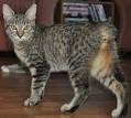 Tailless Cat Breeds And Their Features - Cats In Care