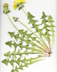 Image result for Ageratinastrum palustre