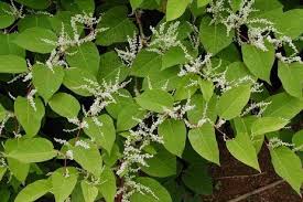 Japanese knotweed is very widespread across the uk. How To Kill Get Rid Of Japanese Knotweed The Herb Cottage