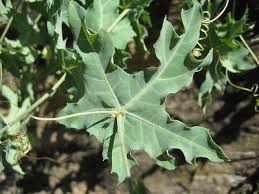 Image result for Coccinia sessilifolia