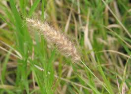 Image result for Cenchrus ciliaris