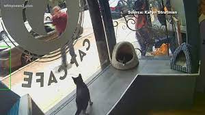 Video: Woman dumps 7 cats, kittens outside Greensboro cat cafe |  wfmynews2.com