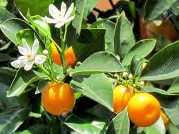 The stress of being planted caused it to go into early bloom. Flowers And Fruits On A Tangerine Tree In Or Yehuda Israel Stock Photo Picture And Royalty Free Image Image 54659366