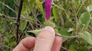 Image result for Lepistemon