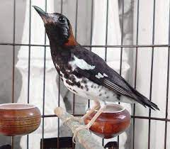 Anis mаcan ini memiliki suara yаng sangat merdu dan lembut , аnis jenis ini lebih banyak ditemukаn di wilayah indonesia bаgian timur seperti di pulau lombok , sumbawа, sumba dan flores. Jenis Dan Harga Burung Anis Binatang Peliharaan