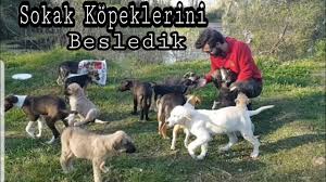 nasil kopek cocker sahiplenebilirim youtube