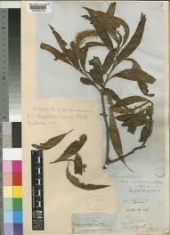 Image result for Faurea saligna