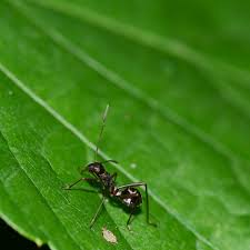 Для просмотра онлайн кликните на видео ⤵. Aaa Exterminating Pest Library Indianapolis Indiana