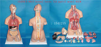 Scegli fra un'ampia gamma di scene simili. Drawing Lettering Supplies Plaster Cast Human Male Torso Model Conwaylegal Com