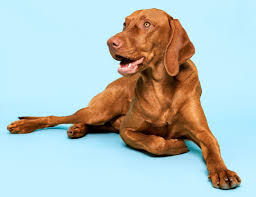 Sleep Sounds For Dogs Sound Of Sleep
