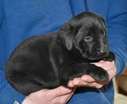 The silver lab controversy and the genetic explanation. Labrador Retriever Puppies For Sale Ashburnham Ma Labrador Retriever Puppies Labrador Retriever Dog Breeds
