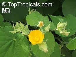 Pin On Abutilon