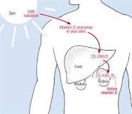 Image result for where is the inactive form of vitamin d converted to the active form course hero