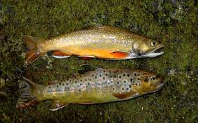 Region 9 Home Trout Fishing Trout Forest And Wildlife