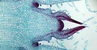 Maybe you would like to learn more about one of these? Mystery Solved How Plant Cells Know When To Stop Growing Wired