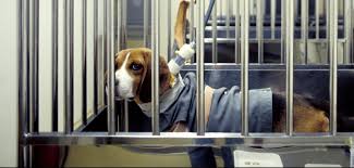 Jul 01, 2015 · use of in vitro cell and tissue cultures which involves growth of cells outside the body in laboratory environment can be an important alternative for animal experiments. About Animal Testing Humane Society International
