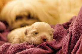 Check spelling or type a new query. Why Won T My Puppy Eat Causes And What To Do