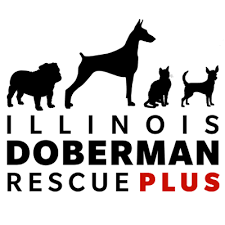 Illinois dog adoption, central illinois lap dog rescue and adoption group, inc., champaign county humane society, champaign, urbana, il, illinois, pet adoption, volunteer, donate. Pets For Adoption At Illinois Doberman Rescue Plus In Barrington Il Petfinder