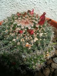 We did not find results for: Mammillaria Compressa Spp Centralifera Mammillaria Mammillaris Syn Mammillaria Simplex Mammillaria Crocidata