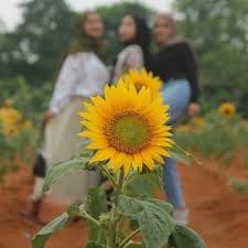 Beli tanaman bunga matahari online terdekat di malang berkualitas dengan harga murah terbaru 2021 di tokopedia! About Tangerang Kebun Bunga Matahari Di Kp Rancamalang Facebook