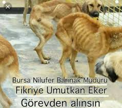 Bu Topladiginiz Paralari Napiyosunuz Bu Hayvanlari Bu Hale Nasil Getirdiniz Sizin Allah Tan Korkunuz Da Mi Yok Imansizlar Paylasalim Lutfen Hayvan