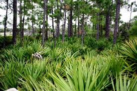 Phyto studio is a niche landscape architecture firm dedicated to crafting artistic & technical solutions for the next green revolution. Mingle Or Clump By Thomas Rainer Thinkingardens