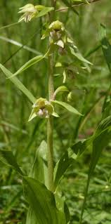 Image result for Epipactis africana