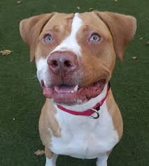 Our hope is that all puppies placed through our organization will never experience being homeless. Rocket Dog Rescue San Francisco Bay Area Dog Rescue Adopt A Dog Foster A Dog Dog Adoption Cute Cats And Dogs Rescue Dogs