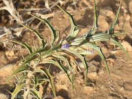 Image result for Blepharis