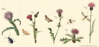 Image result for Vernonia amblyolepis