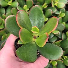 Image result for Crassula zombensis