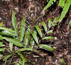 Image result for Lomariopsis