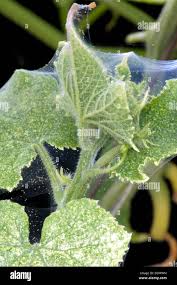 Image result for spider mites on cucumbers