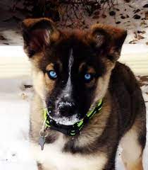Maybe you would like to learn more about one of these? 33 Best Dogs Husky Mix Ideas Dogs Husky Mix Dogs And Puppies