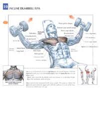 Grow your chest and pecs while improving your strength. 14 Training Anatomy Chest Ideas Chest Workouts Bodybuilding Workouts Workout Chart