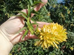 Image result for Teedia lucida