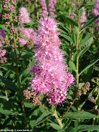 Image result for Spiraea billardii