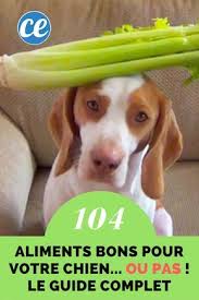 Quels Sont Les Aliments Que Peut Manger Un Chien Le Guide Pratique Pour De 100 Aliments Recettes De Nourriture Pour Chien Recettes Pour Chien Alimentation Chien