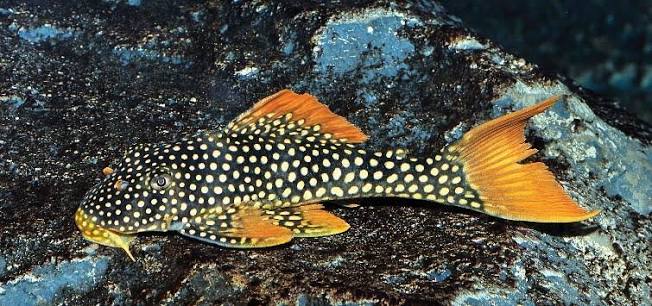 A Bright and Shiny Beauty: The Sunshine Pleco | TFH Magazine