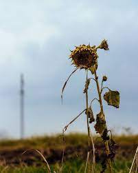Sunflower Sunflower Photography Surrealism Photography Wilted Flowers