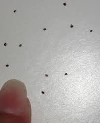 Which leads me to… what do flea eggs eggs look like? Quotes Cats And Fleas Quotesgram