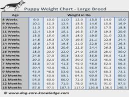 Puppy Weight Chart This Is How Big Your Dog Will Be