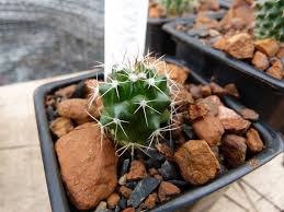 Are they strong enough to pull them? Full Sun Vs Shade Cloth Page 3 Cactiguide Com