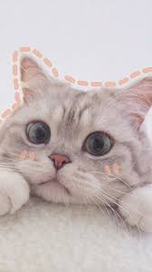 Pin Oleh Zeynep Di Walpaper Tumblr Kucing Cantik Kucing Bayi Gambar Hewan Lucu